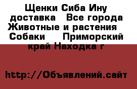 Щенки Сиба Ину доставка - Все города Животные и растения » Собаки   . Приморский край,Находка г.